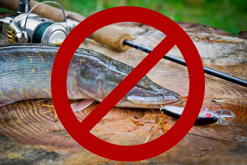 Весенний запрет на рыбалку - масса дезинформации или одна баба сказала