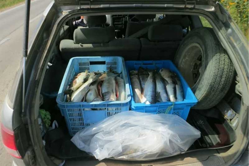 Сколько рыбы можно везти с рыбалки в машине