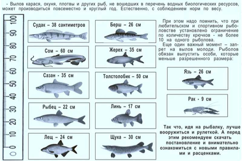 Размеры разрешённой к вылову рыбы