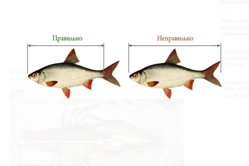 Какого размера рыбу положено отпускать после поимки?
