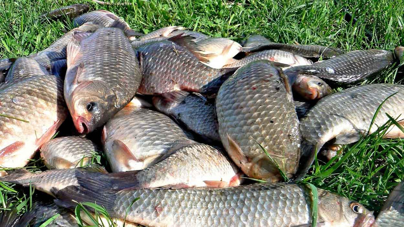 5 грубых ошибок в прикармливании рыбы, которые оставляют без улова