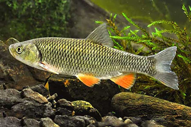 Речные рыбы: Голавль