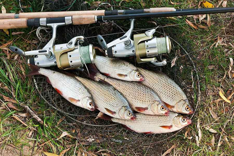 5 правил ловли плотвы весной - Секреты современной рыбалки