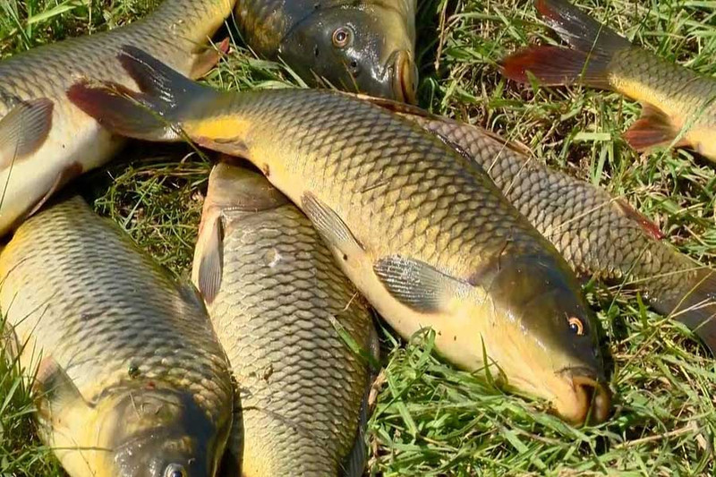 3 причины, по которым рыба не клюет на кукурузу. Как исправить?