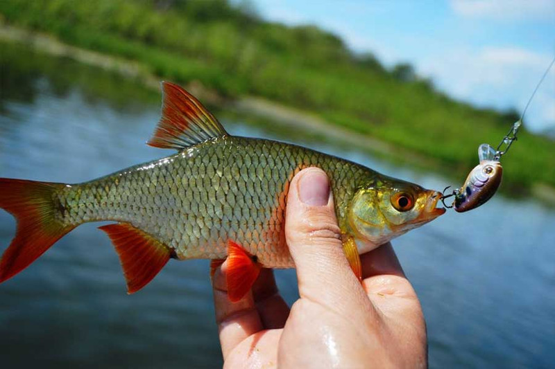 Речные рыбы: Красноперка