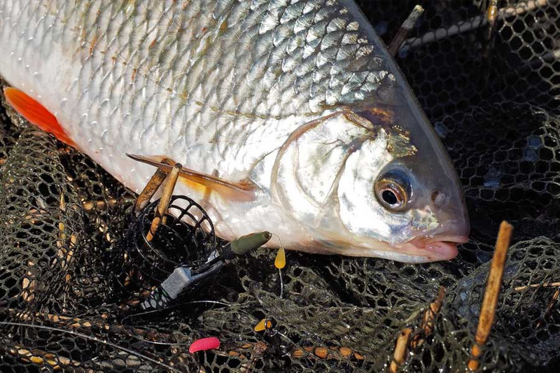 Фидерная ловля: Топ-9 фидерных заблуждений, портящие жизнь рыболова