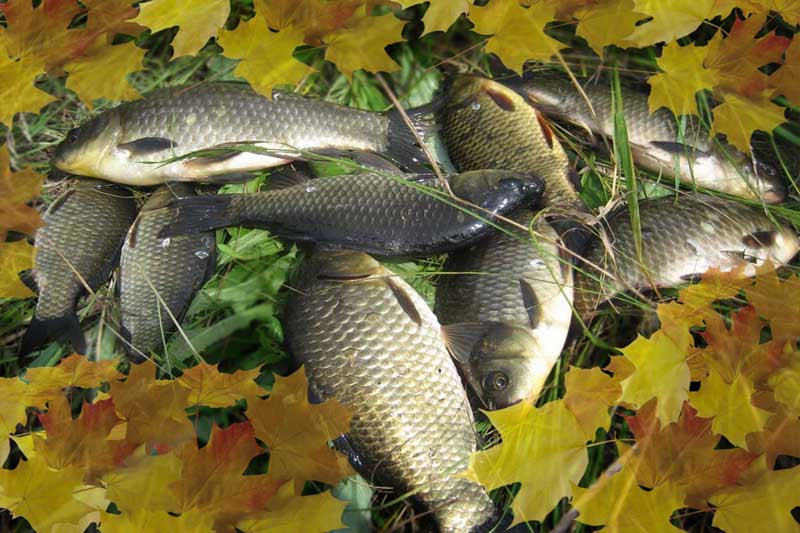 Рыбалка осенью: ее особенности