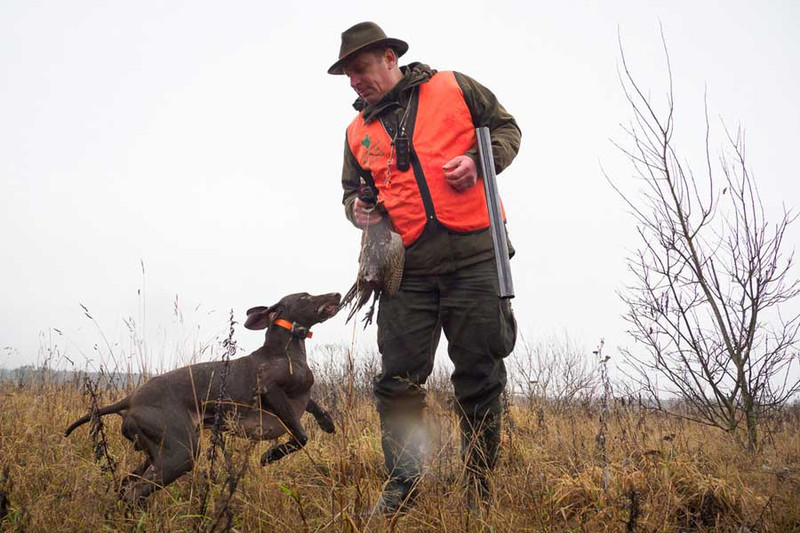 Охота на фазана в Украине