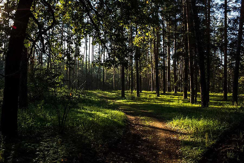 Сосновый лес в Бузулуке - Бузулукский бор