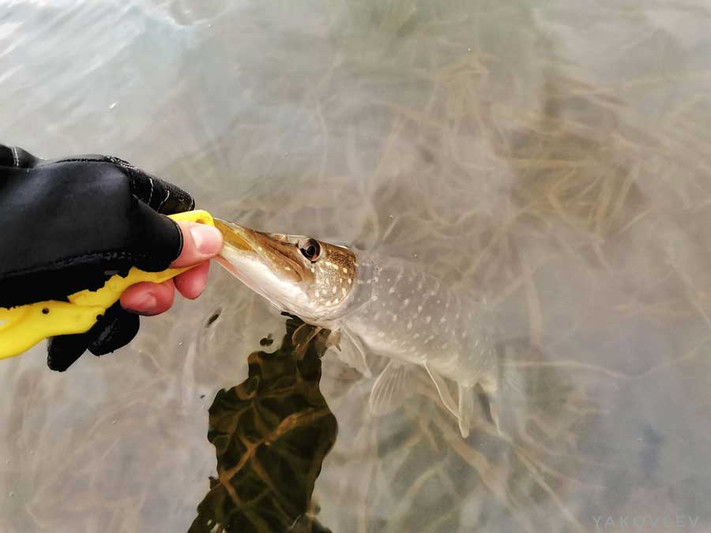 Щучий твич на мелком озере - Вести с водоемов. Фото 2