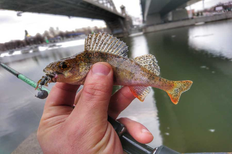 Рыбалка в Москве. Фото 4