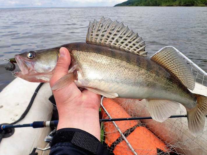 Волга. Куйбышевское водохранилище. Открытие лодочного сезона. Фото 3