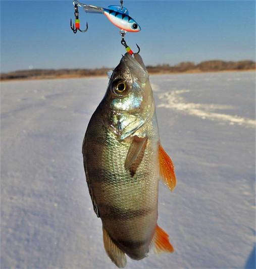Глухозимье - просто, идеальные условия для зимней рыбалки! Фото 2