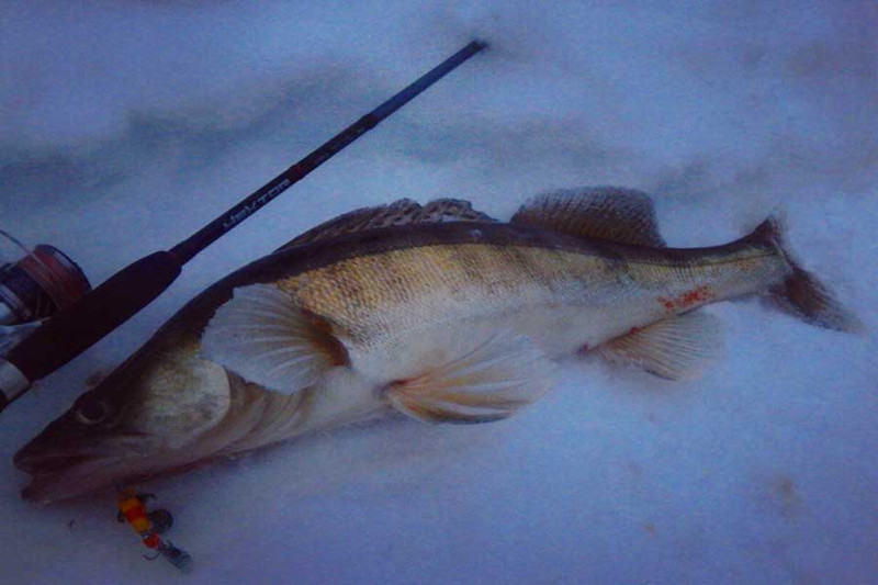 Рыбалка в Подмосковье - ловля судака зимой. Фото 1