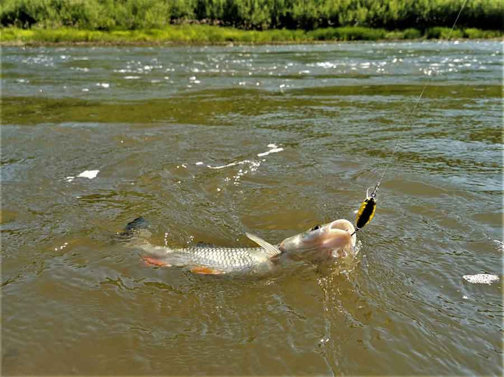 Река Свияга в очередной раз порадовала разнообразием рыбы