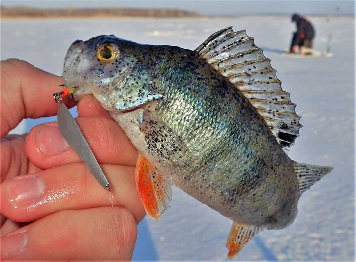 Глухозимье - просто, идеальные условия для зимней рыбалки!