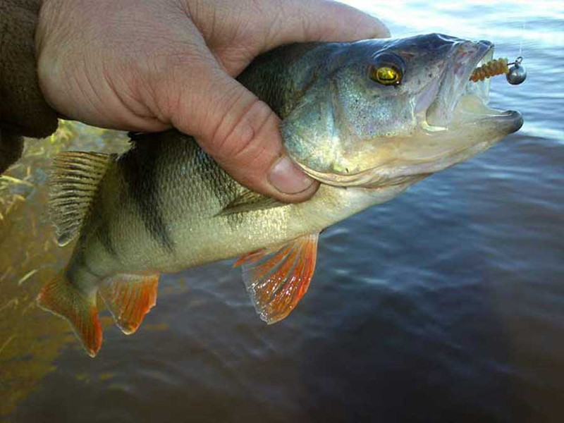 Рыбалка на реке Колпь. Фото 2