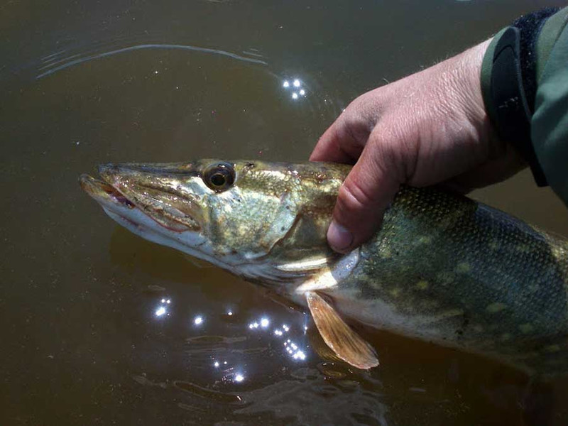 Рыбалка на реке Колпь. Фото 6