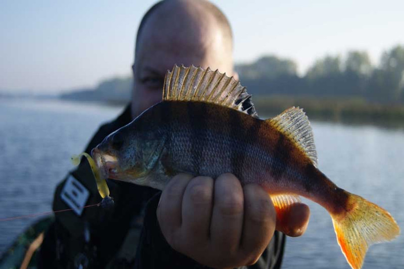 Рыбалка на Десне: очень хитрый окунь!. Фото 3