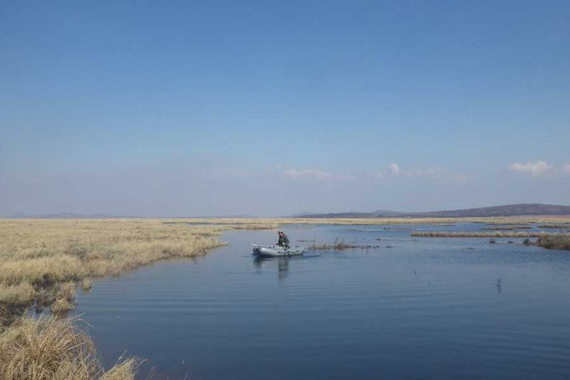 Ловля змееголова на озере Ханка. Фото 2