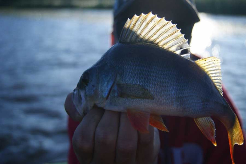 Рыбалка на Десне: очень хитрый окунь!. Фото 4