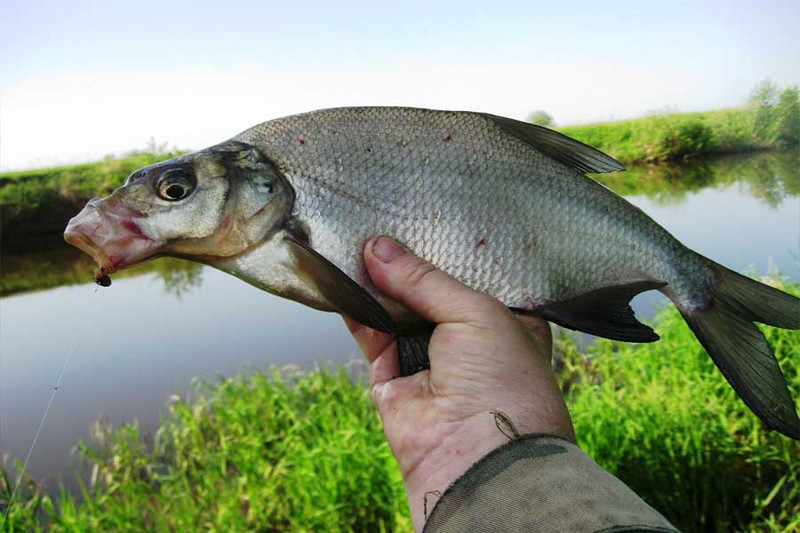 Особенности рыбной ловли на мелководье