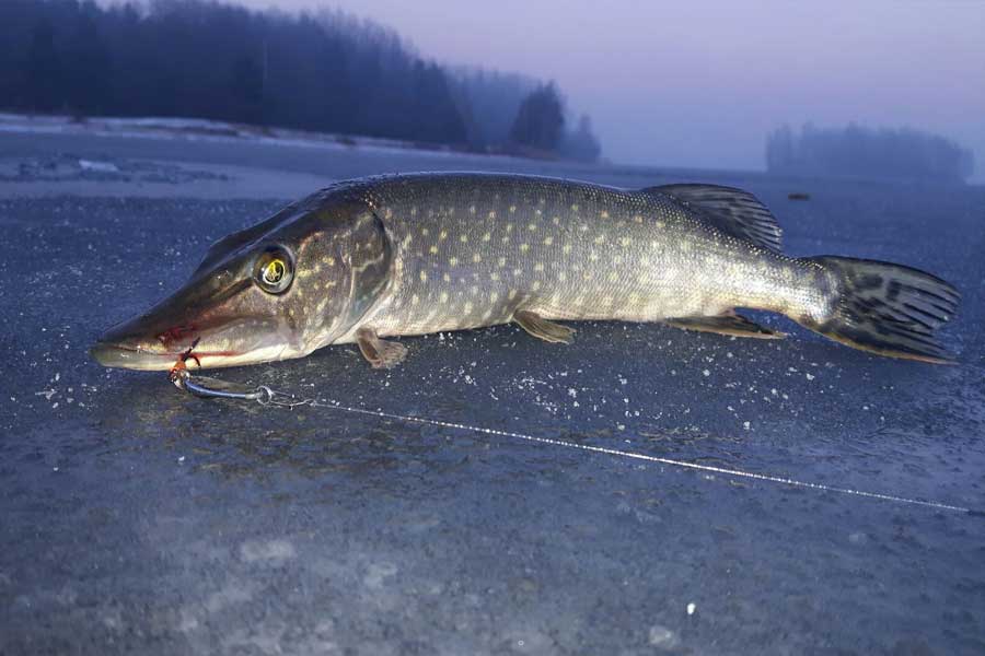 ловля щуки на водлозере ловля щуки на водлозере