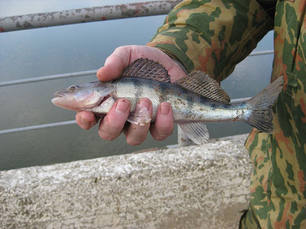 Отчет о рыбалке: Марьино, Москва-река