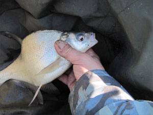 Отчет о рыбалке: Лопотово, Истринское водохранилище