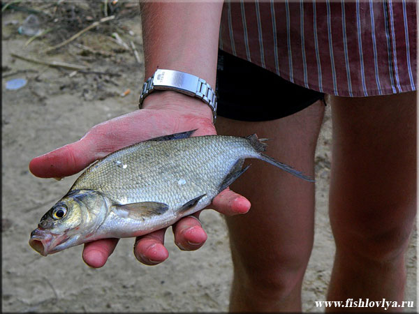 Рыбалка на реке Нерль, Тверская область