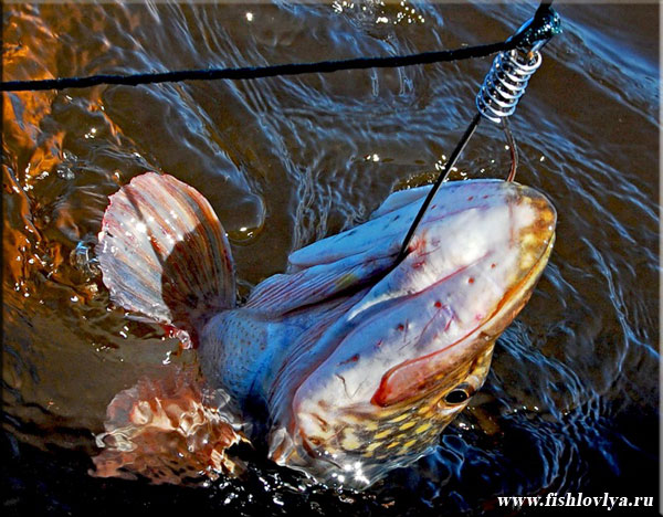 Рыбалка на реке Волга