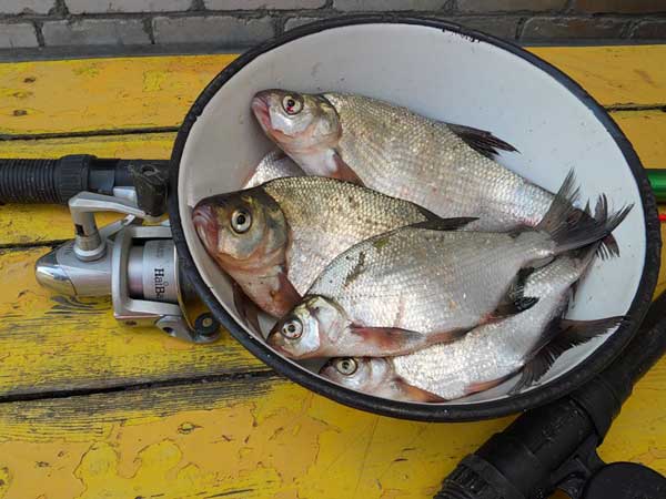 Рыбалка на Шатурских озерах