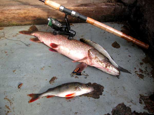 Рыбалка на Чебоксарском водохранилище