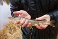 Отчет о рыбалке. Река Пра, Рязанская область