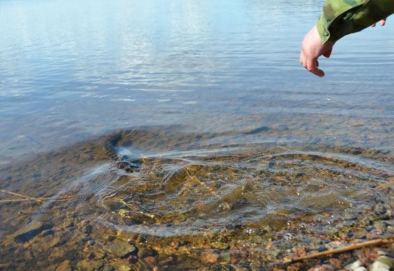 Рыбалка в Рязанской области на реке Ока