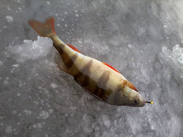 Зимняя рыбалка: Балансиры для ловли окуня