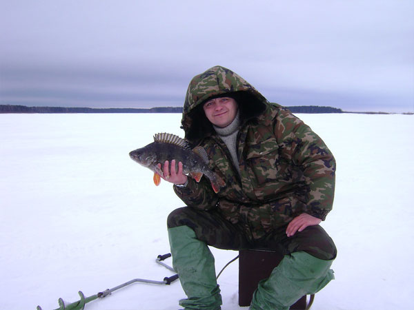 Зимняя рыбалка: насадка для ловли на мормышку - глаз окуня