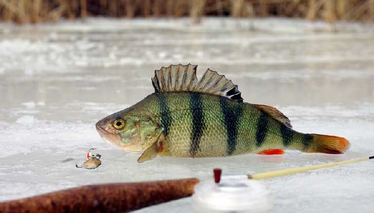 Зимняя рыбалка на Братском водохранилище