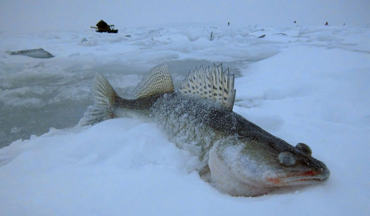 Рыбалка на Иваньковском водохранилище