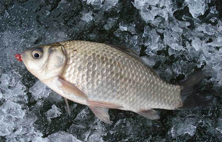 Зимняя рыбалка на озере Таволжан