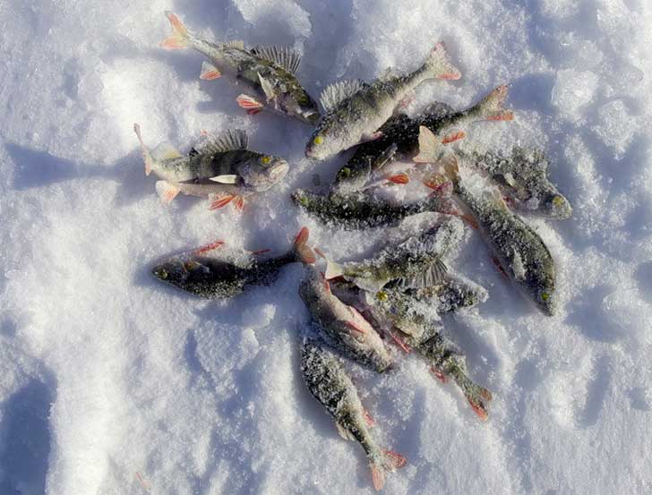Зимняя ловля. Шатурские озера
