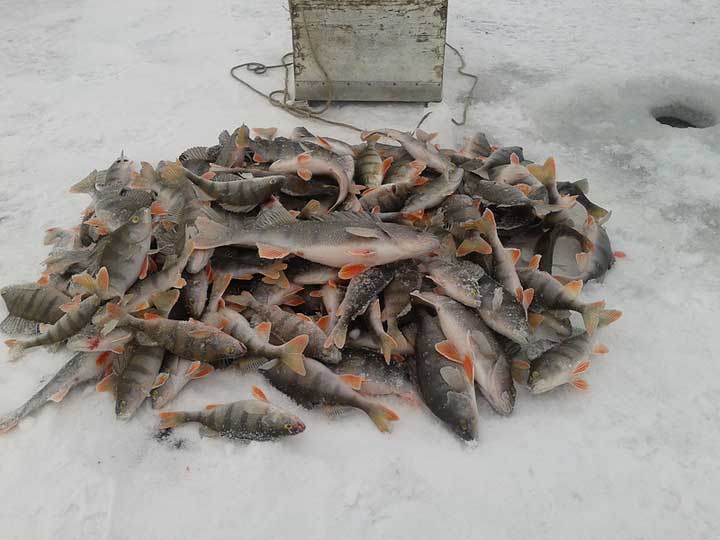 Рыбалка на Братском водохранилище. Шикарный улов