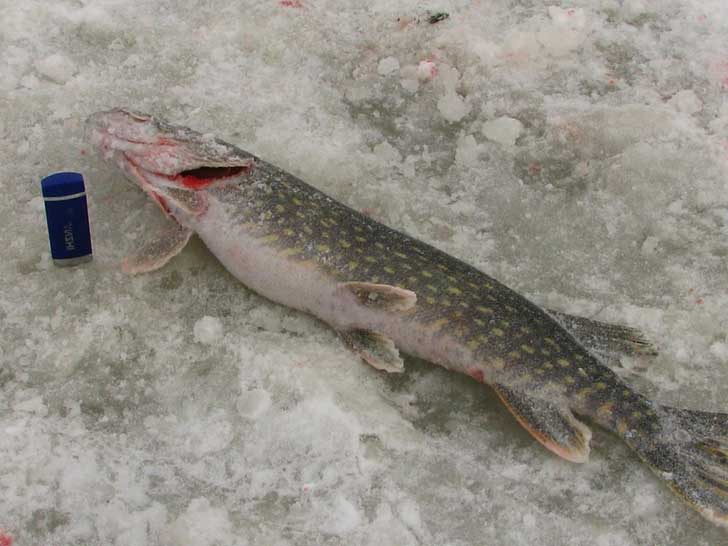 Рыбалка на Усть-Илимском водохранилище