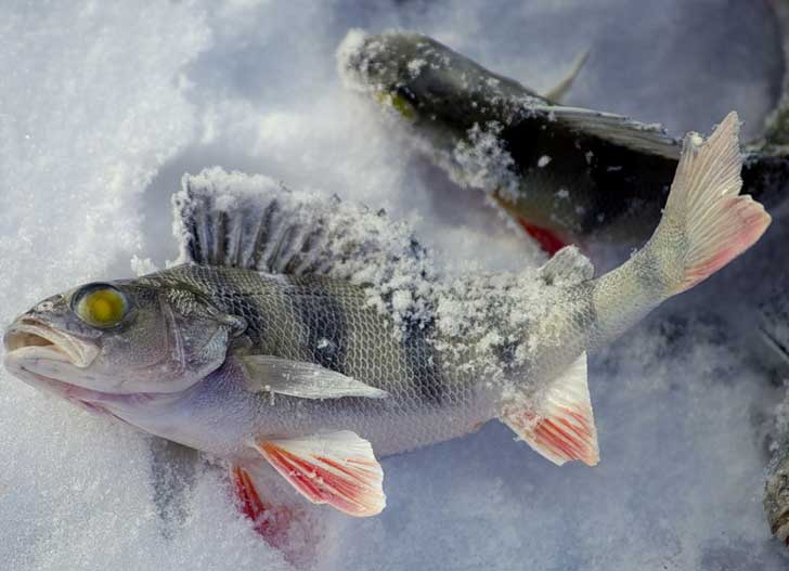 Зимняя рыбалка на Рузском водохранилище