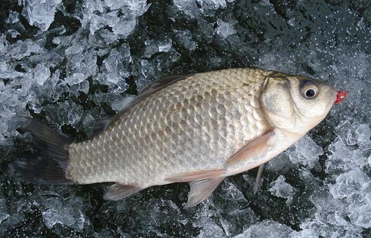 Зимний карась
