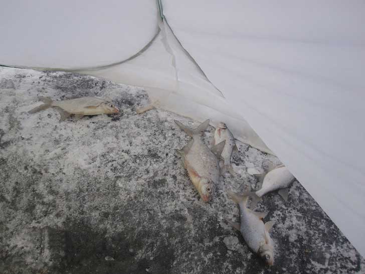 Зимняя рыбалка: ожидание не подвело