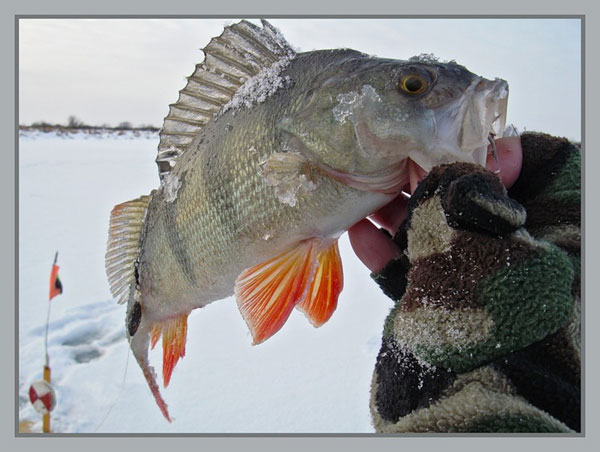 Зимняя рыбалка: как хранить живца на рыбалке
