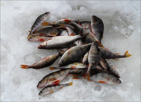 Шапки лесси зима купить