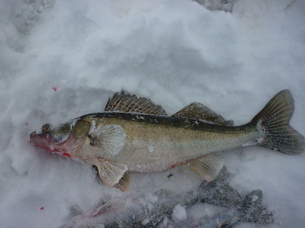 Зимняя рыбалка: ловля судака на блесну