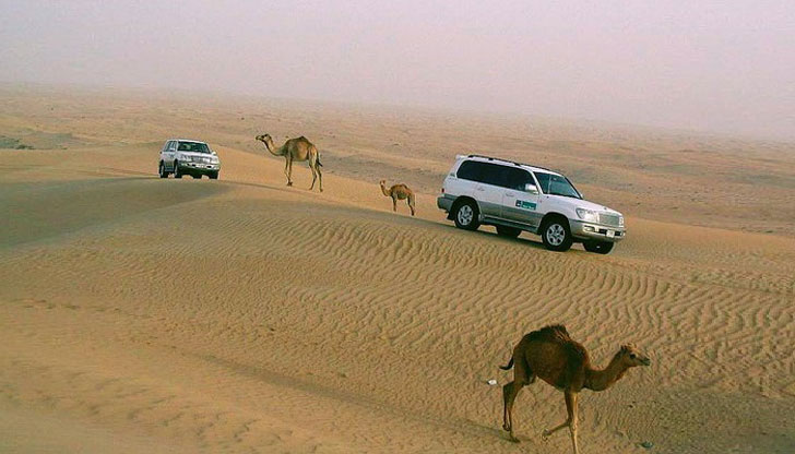 Сафари в пустыне и где посмотреть оазис в Египте